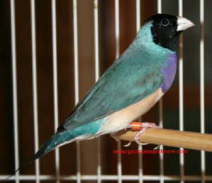 Black Head Purple Breast Blue Back Male