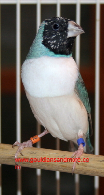 Black Head White Breast Blue Back Male